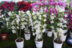 orchidee5