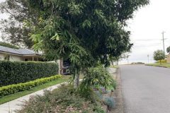 1-Street-Tree-1-600x800